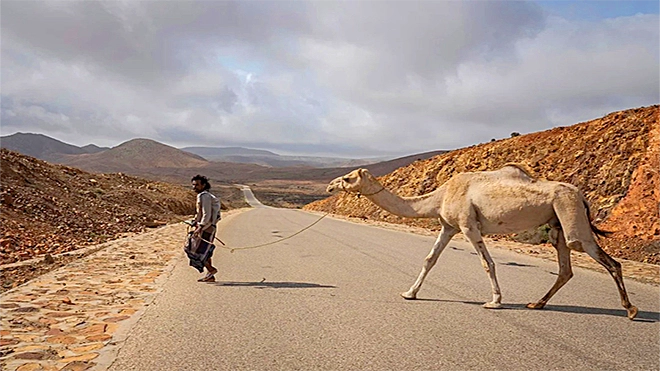 Camel Ride