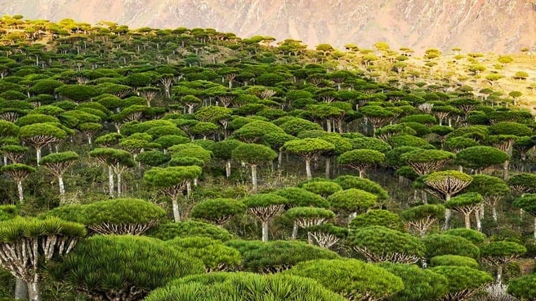 Firmihin Forest