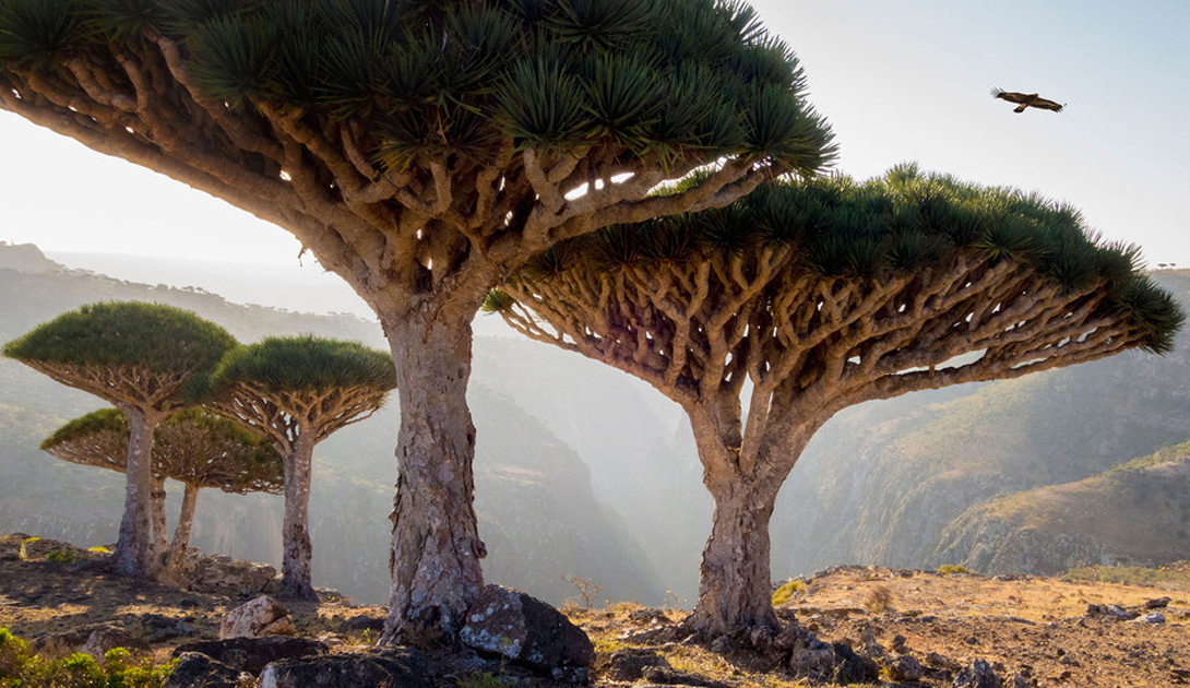 Specialized Socotra tours